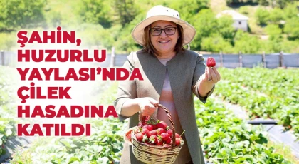 Şahin, Huzurlu Yaylası’nda çilek hasadına katıldı
