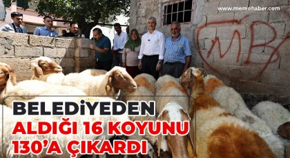 Belediyeden aldığı 16 koyunu 130’a çıkardı