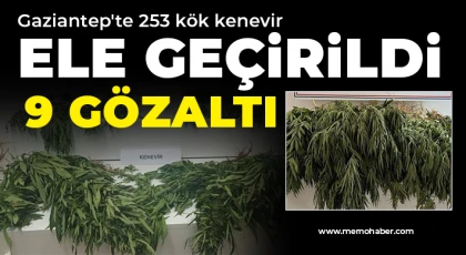 Gaziantep'te 253 kök kenevir ele geçirildi: 9 gözaltı