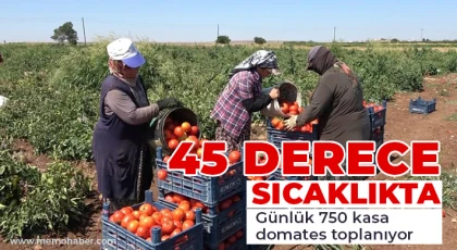 Gaziantep'te kadınların domates hasadı başladı