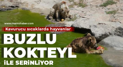 Kavurucu sıcaklarda hayvanlar buzlu kokteyl ile serinliyor