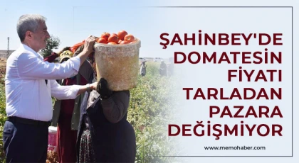Şahinbey'de domatesin fiyatı tarladan pazara değişmiyor