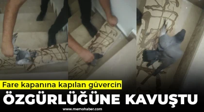Fare kapanına kapılan güvercin özgürlüğüne kavuştu