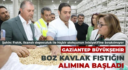 Gaziantep Büyükşehir Boz Kavlak Fıstığın Alımına Başladı