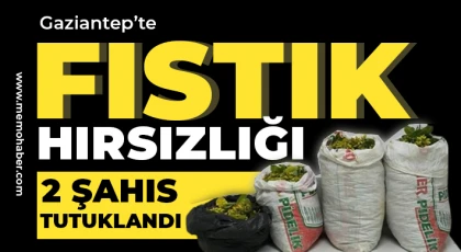 Fıstık hırsızlığı şüphelisi 2 şahıs tutuklandı