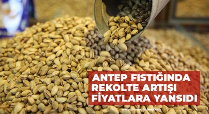 Antep fıstığında rekolte artışı fiyatlara yansıdı
