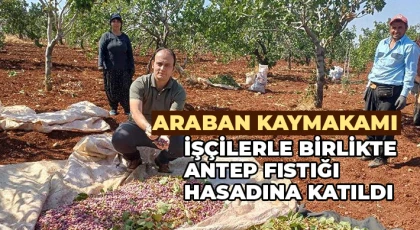 Araban kaymakamı işçilerle birlikte Antep fıstığı hasadına katıldı