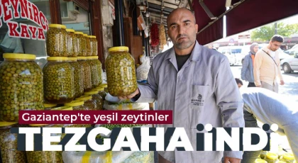 Gaziantep'te yeşil zeytinler tezgaha indi