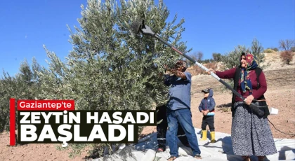 Gaziantep'te zeytin hasadı başladı
