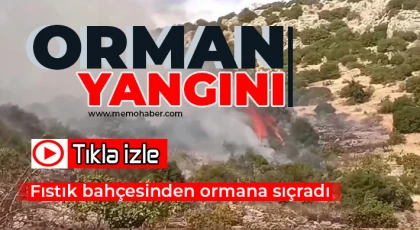 Orman yangını! Fıstık bahçesinden ormana sıçradı 