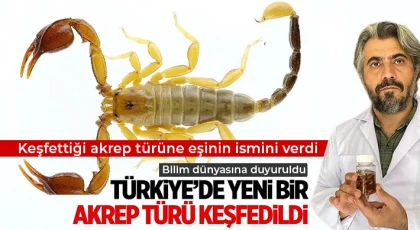 Türkiye'de yeni bir akrep türü keşfedildi