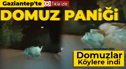 Gaziantep'te domuz paniği