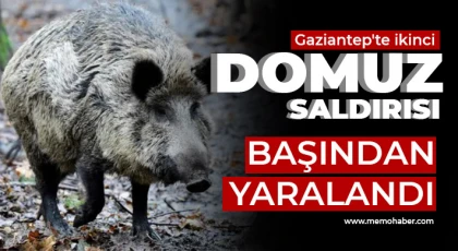 Gaziantep'te ikinci domuz saldırısı!