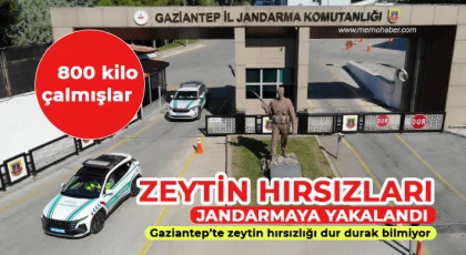 Gaziantep’te zeytin hırsızlığı dur durak bilmiyor