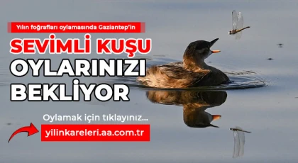 Yılın fotoğrafları oylamasında Gaziantep’in sevimli kuşu oylarınızı bekliyor