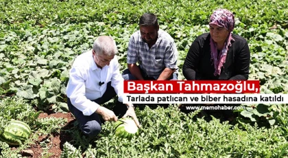 Başkan Tahmazoğlu, tarlada patlıcan ve biber hasadına katıldı