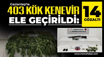 Gaziantep'te 403 kök kenevir ele geçirildi: 14 gözaltı