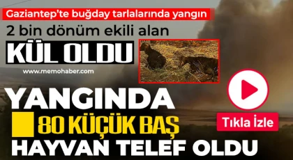 Gaziantep'te arazi yangını: 2 bin dönüm buğday küle döndü