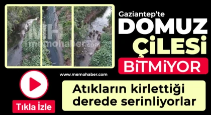 Gaziantep'te domuz çilesi bitmiyor
