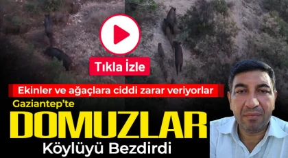 Gaziantep'te domuzlar köylüyü bezdirdi
