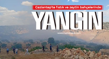 Gaziantep'te fıstık ve zeytin bahçelerinde yangın