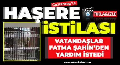 Gaziantep'te Haşere İstilası: Vatandaşlar Fatma Şahin’den Yardım İstedi