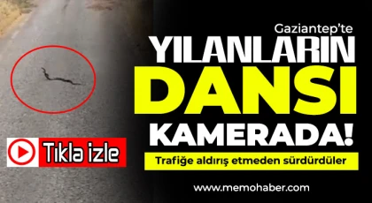 Gaziantep'te yılanların dansı kamerada 