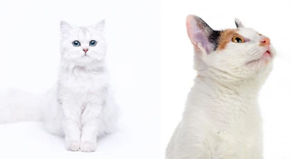 Pro Plan Kedi Maması ile Sindirim Denge Altında