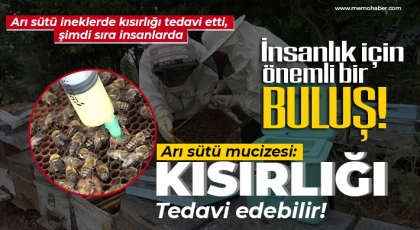 Arı sütü ineklerde kısırlığı tedavi etti, şimdi sıra insanlarda