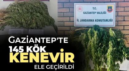 Gaziantep'te 145 kök kenevir ele geçirildi