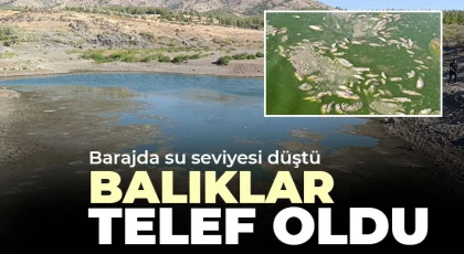 Barajda su seviyesi düştü, balıklar telef oldu