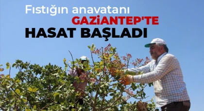 Fıstığın anavatanı Gaziantep'te hasat başladı