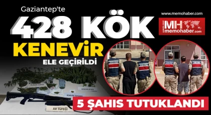 Gaziantep'te 428 kök kenevir ele geçirildi: 5 şahıs tutuklandı