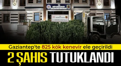 Gaziantep'te 825 kök kenevir ele geçirildi: 2 şahıs tutuklandı