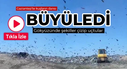 Gaziantep’te kuşların dansı büyüledi