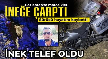Gaziantep'te motosiklet ineğe çarptı: Sürücü hayatını kaybetti, inek telef oldu