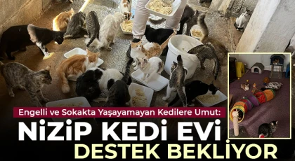 Engelli ve Sokakta Yaşayamayan Kedilere Umut: Nizip Kedi Evi Destek Bekliyor