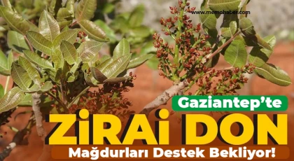Gaziantep'te Zirai Don Mağdurları Tepkili!