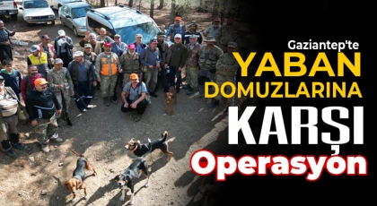 Tarım arazilerine zarar veren yaban domuzları için sürek avı