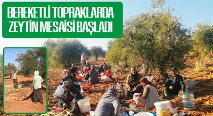 Bereketli Topraklarda Zeytin Mesaisi Başladı