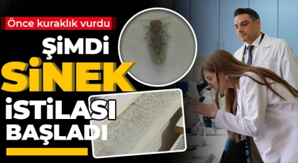Kuraklığın ardından sinek istilası başladı