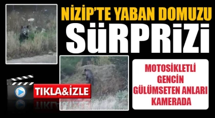 Nizip’te Yaban Domuzu Sürprizi: Motosikletli Gencin Gülümseten Anları Kamerada