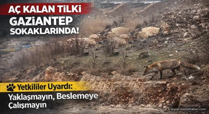Aman Dikkat: Aç kalan tilki Gaziantep sokaklarında