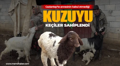 Annesinin kabul etmediği kuzuyu keçiler sahiplendi