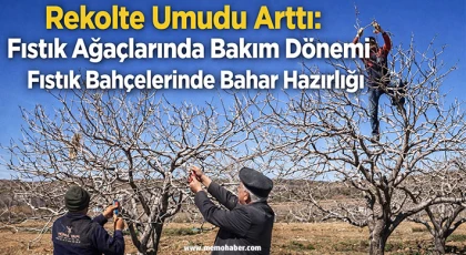 Gaziantep’te Fıstık Üreticileri Budama Telaşında