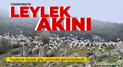 Yüzlerce leylek göç yolunda görüntülendi