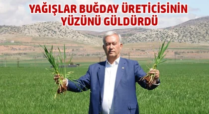 Yağışlar buğday üreticisinin yüzünü güldürdü
