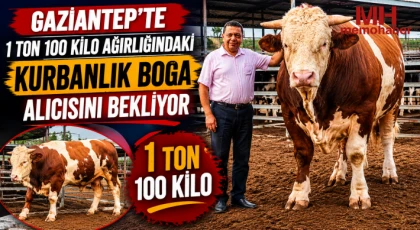 Gaziantep’te 1 ton 100 kilo ağırlığındaki kurbanlık boğa alıcısını bekliyor