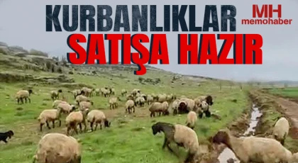 Gaziantep'te kurbanlıklar satışa hazır