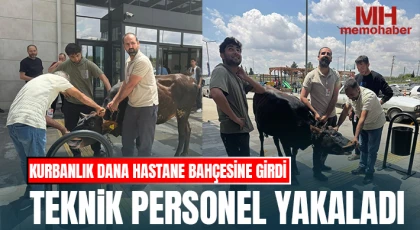 Kurbanlık Dana Hastane Bahçesine Girdi, Teknik Personel Yakaladı